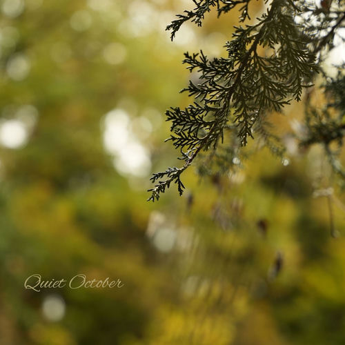 Quiet October artwork