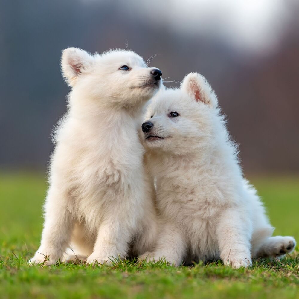 Picture of Serene Pets Serenade: Calming Ocean Relaxation Cuddles