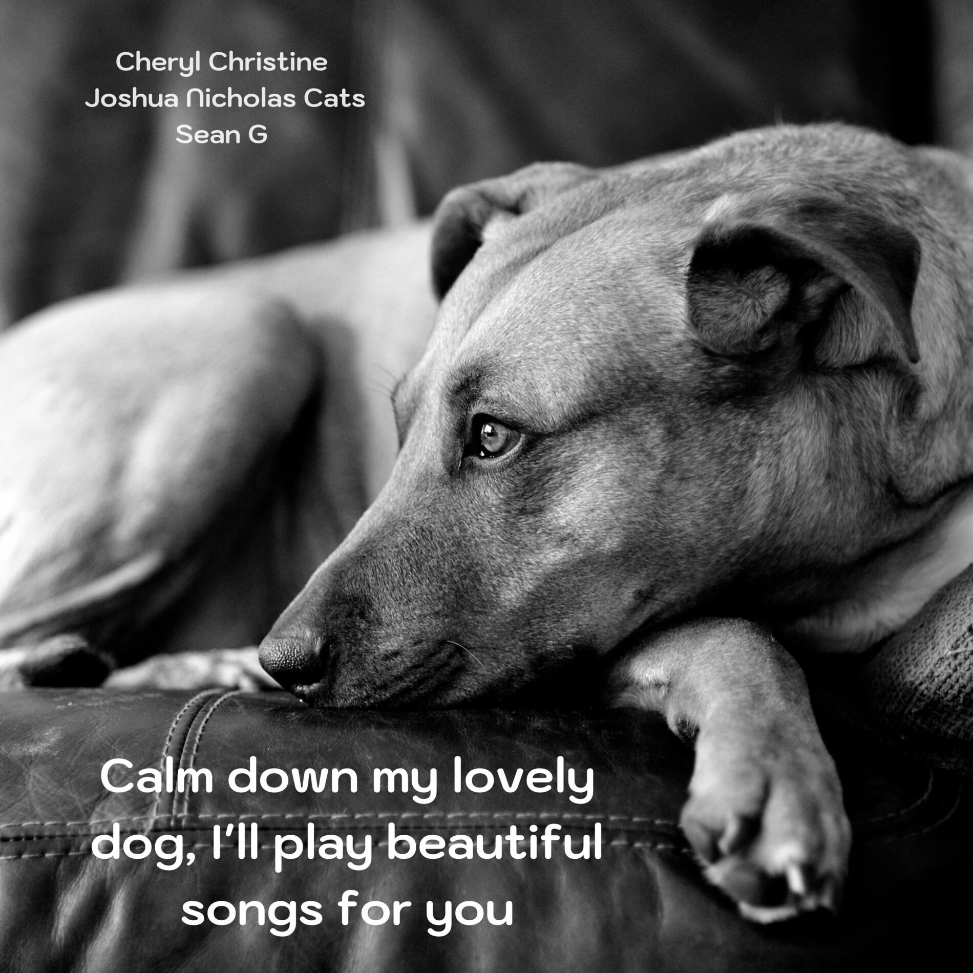 Album cover of Calm down my lovely dog, I'll play beautiful songs for you