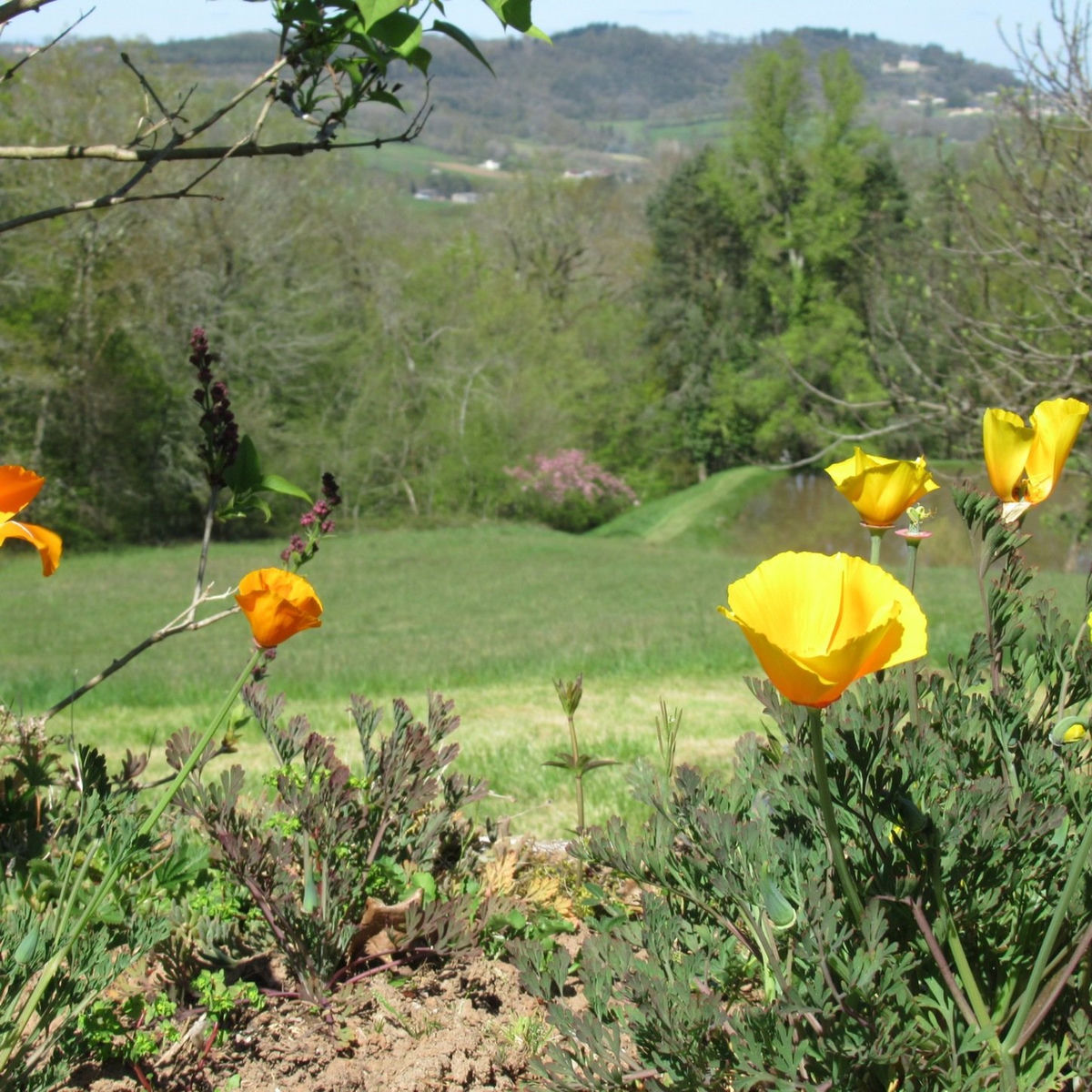 Album cover of Sea Shore