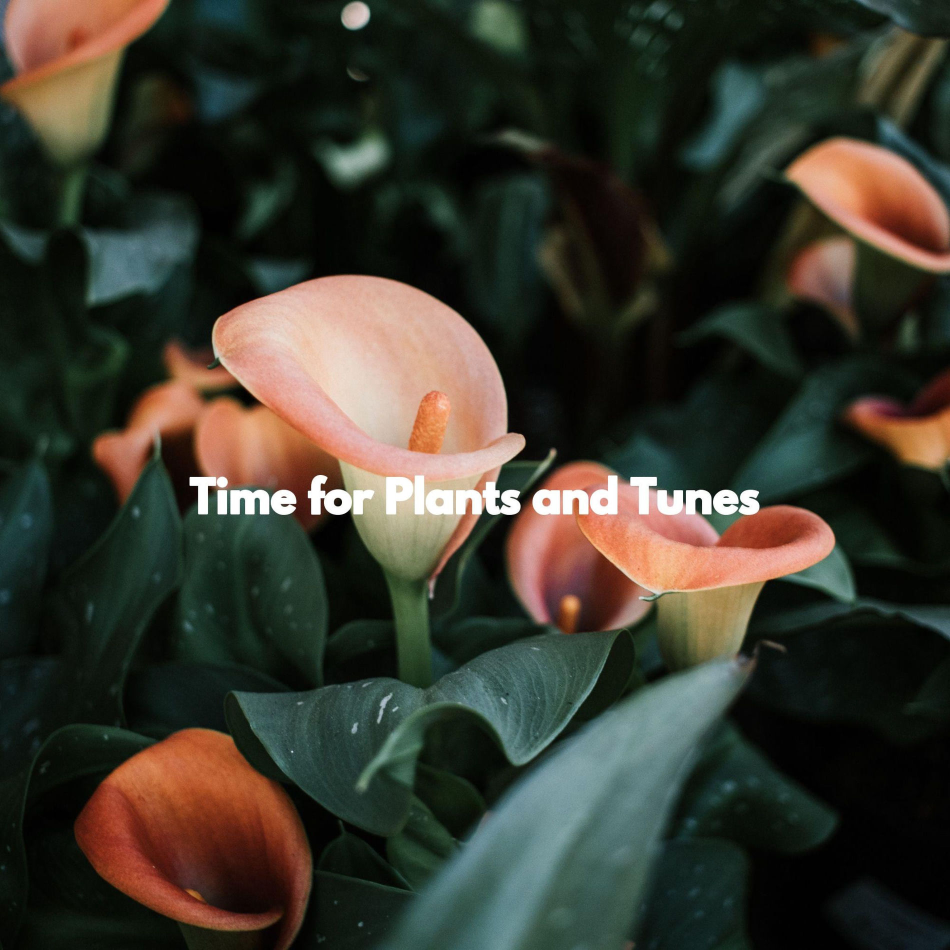 Album cover of Time for Plants and Tunes