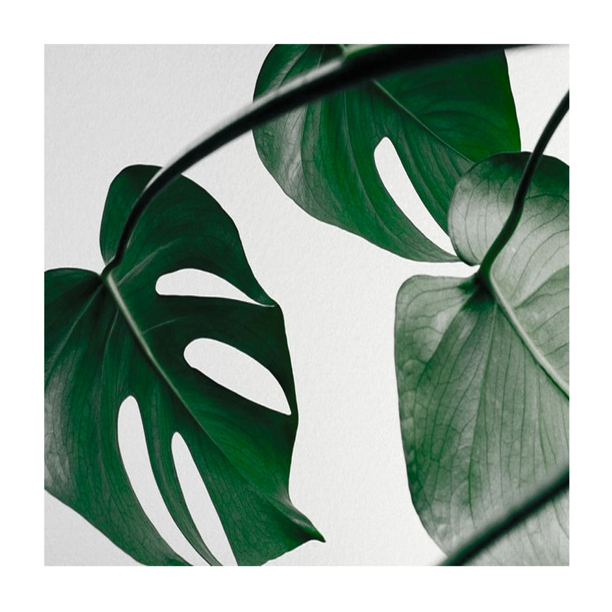 その他 green Assassin dollar Green Assassin Dollar - Apple Music