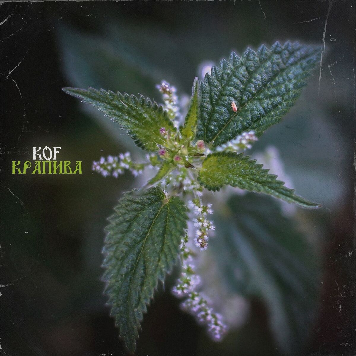 Album cover of Крапива