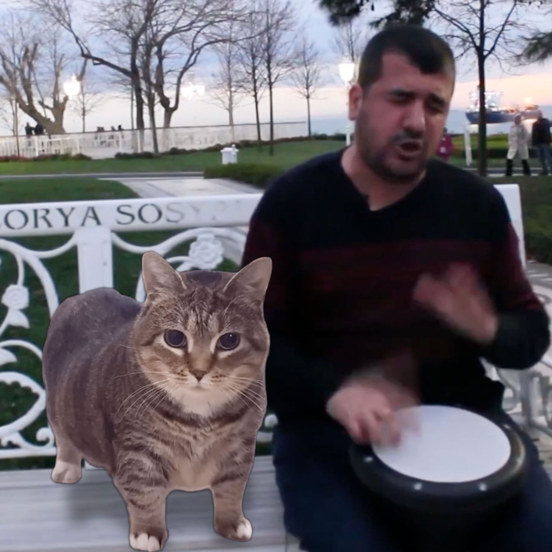 Album cover of Ievan Polkka - Oiia Spinning Cat Edit