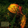 Playoffs by Tito album cover