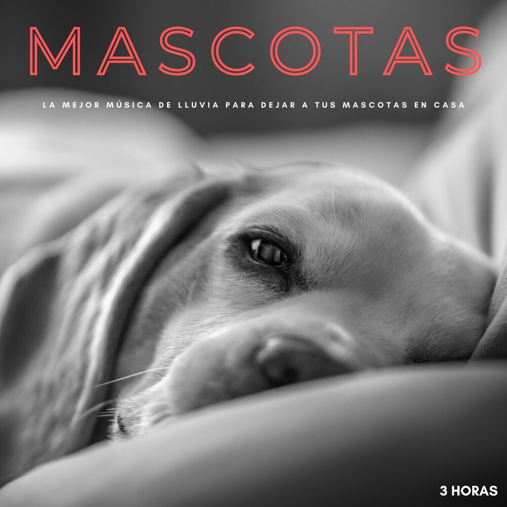 Picture of Mascotas: La Mejor Música De Lluvia Para Dejar A Tus Mascotas En Casa - 3 Horas