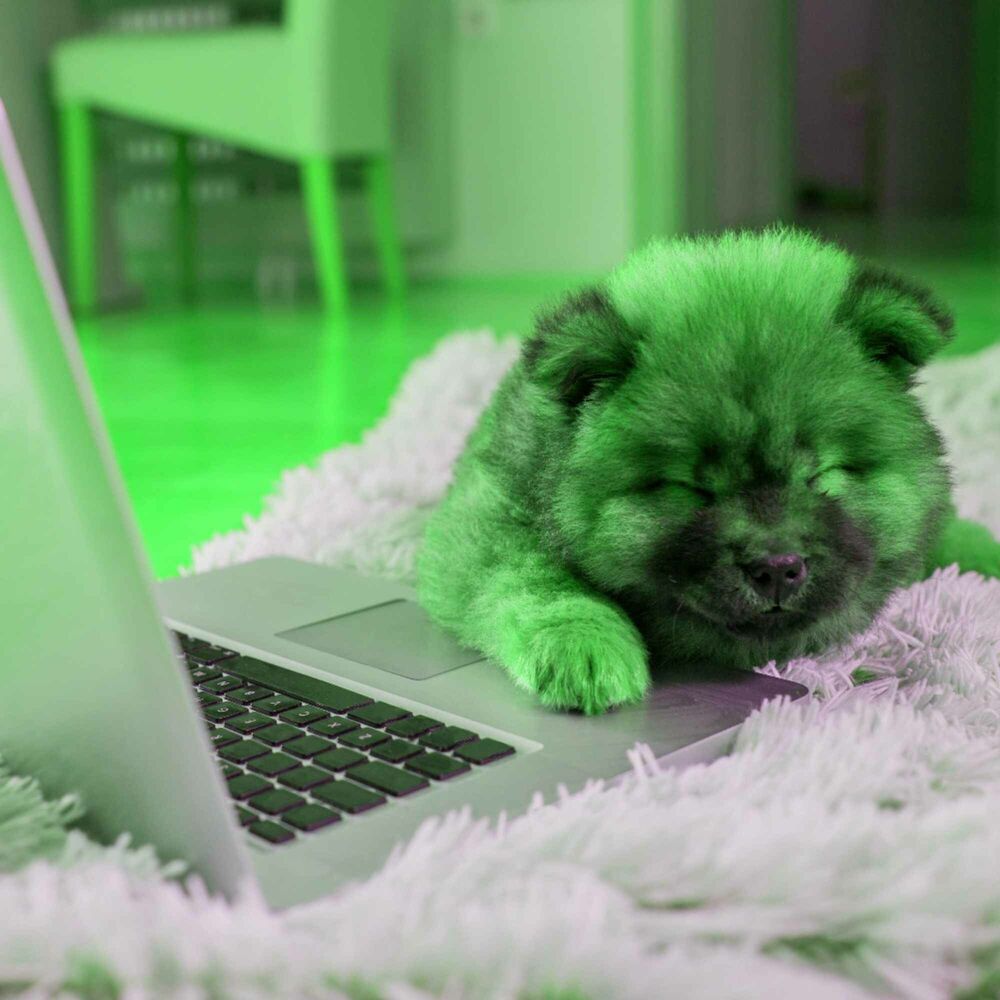 Picture of Music for Jazzy Chill Dogs - Magical Jazz Quintet