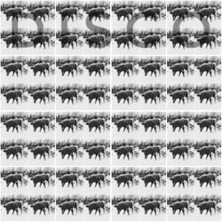 Cover of 3000 Elephants