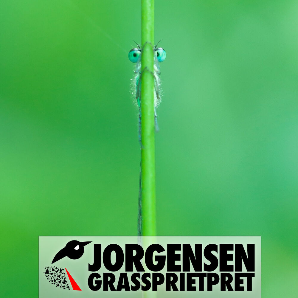Picture of Gras Spriet Pret