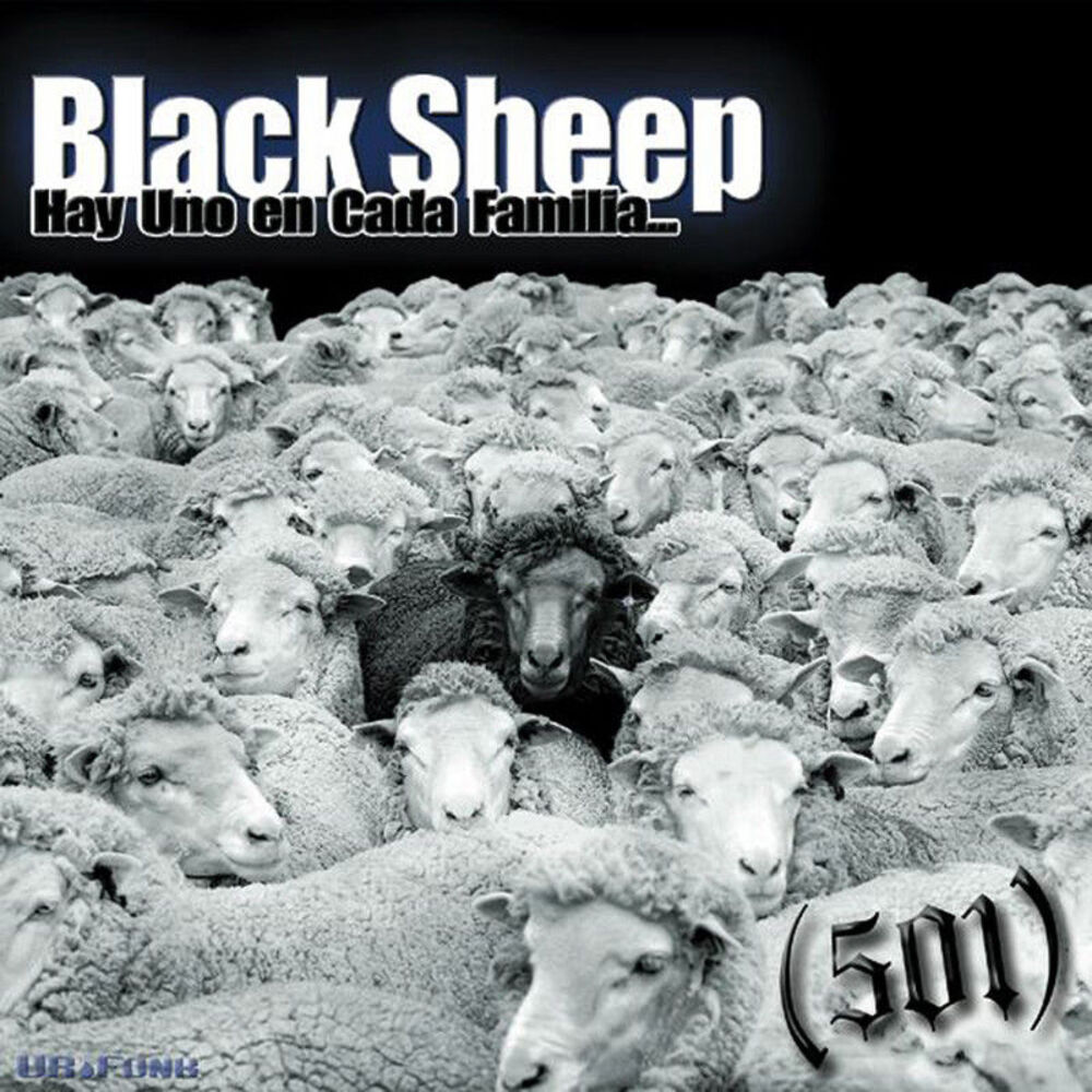 Picture of Black Sheep