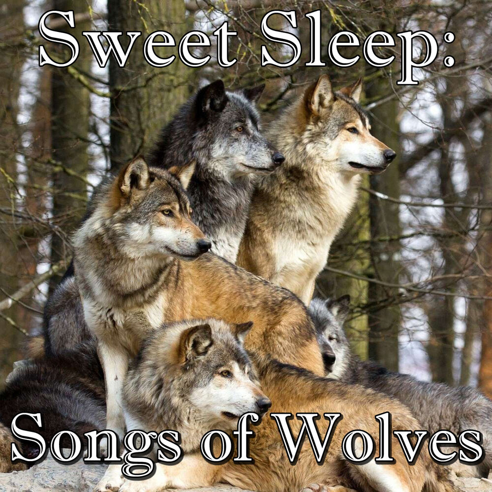 Picture of Sweet Sleep: Songs of Wolves