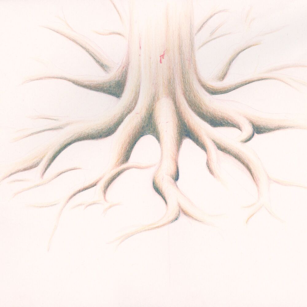 Picture of Organs