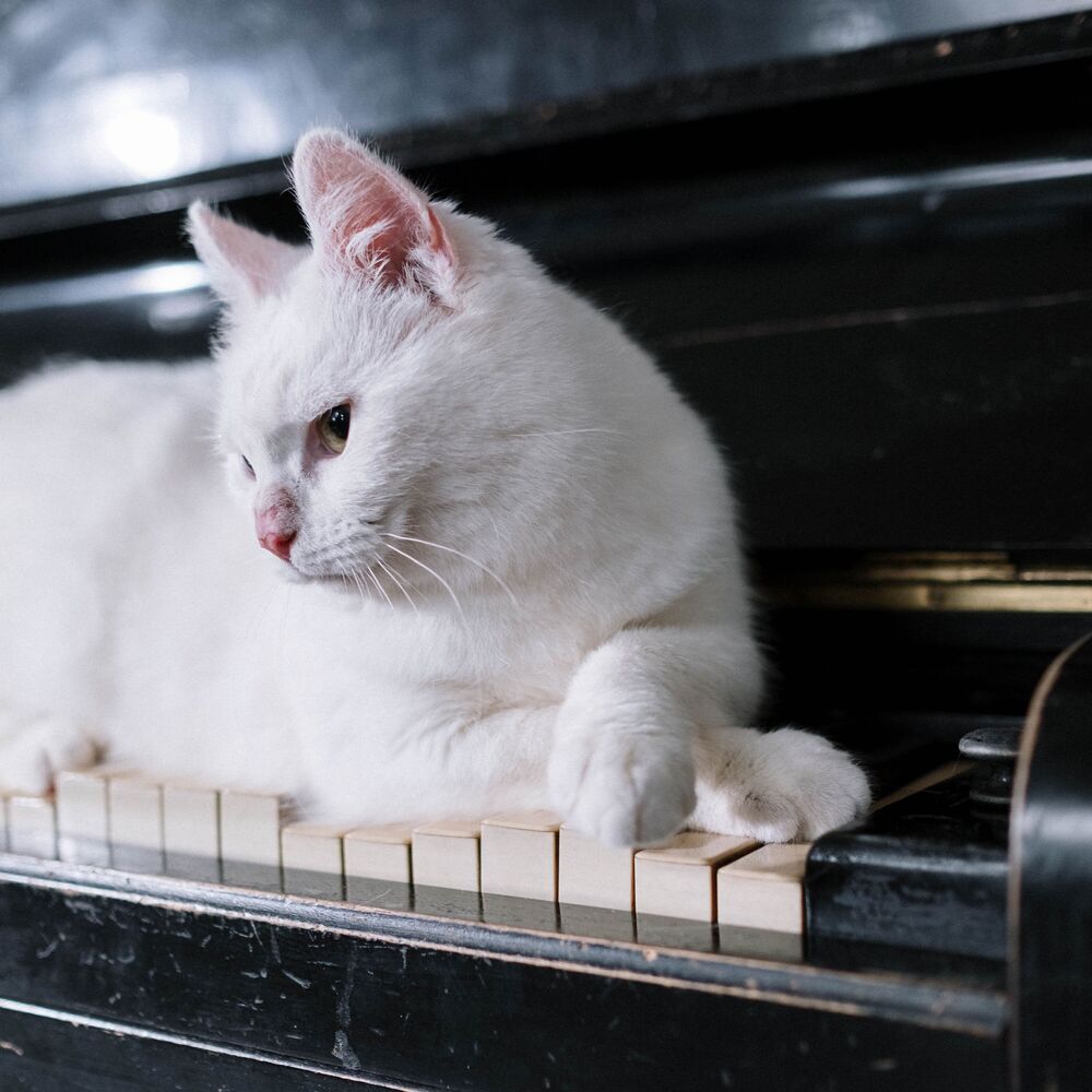 Picture of Pets Comfort with Jazz Piano
