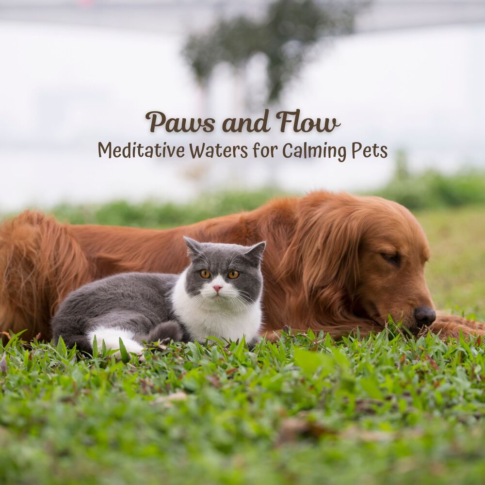 Picture of Paws and Flow: Meditative Waters for Calming Pets