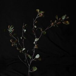 Cover of Birki