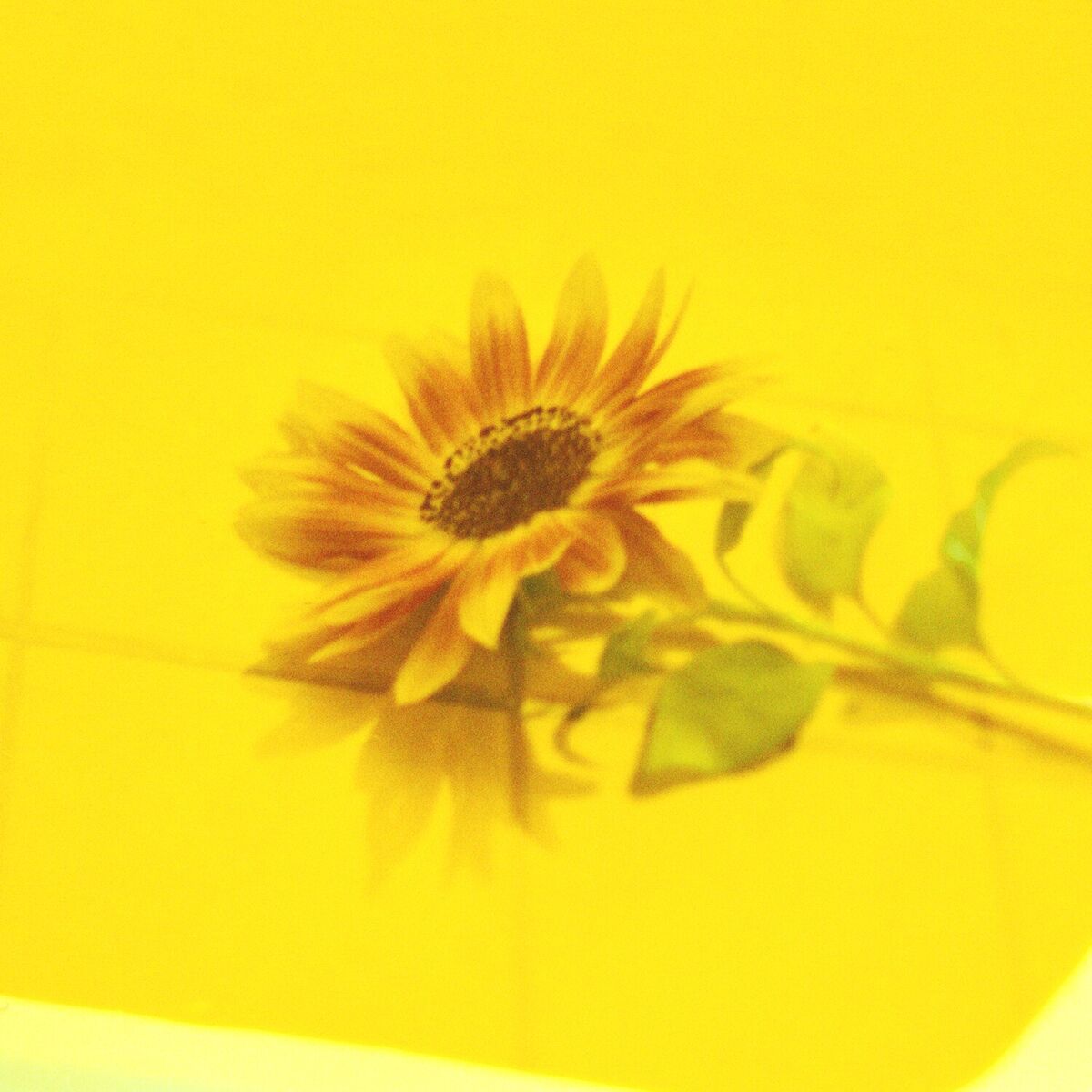 Album cover of hanauranai