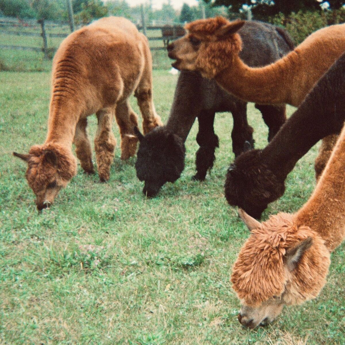 Album cover of Crush (Live from the Alpaca Farm)