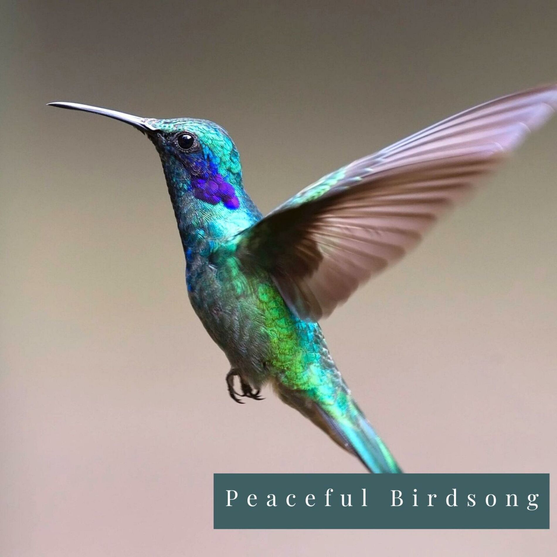 Album cover of Peaceful Birdsong