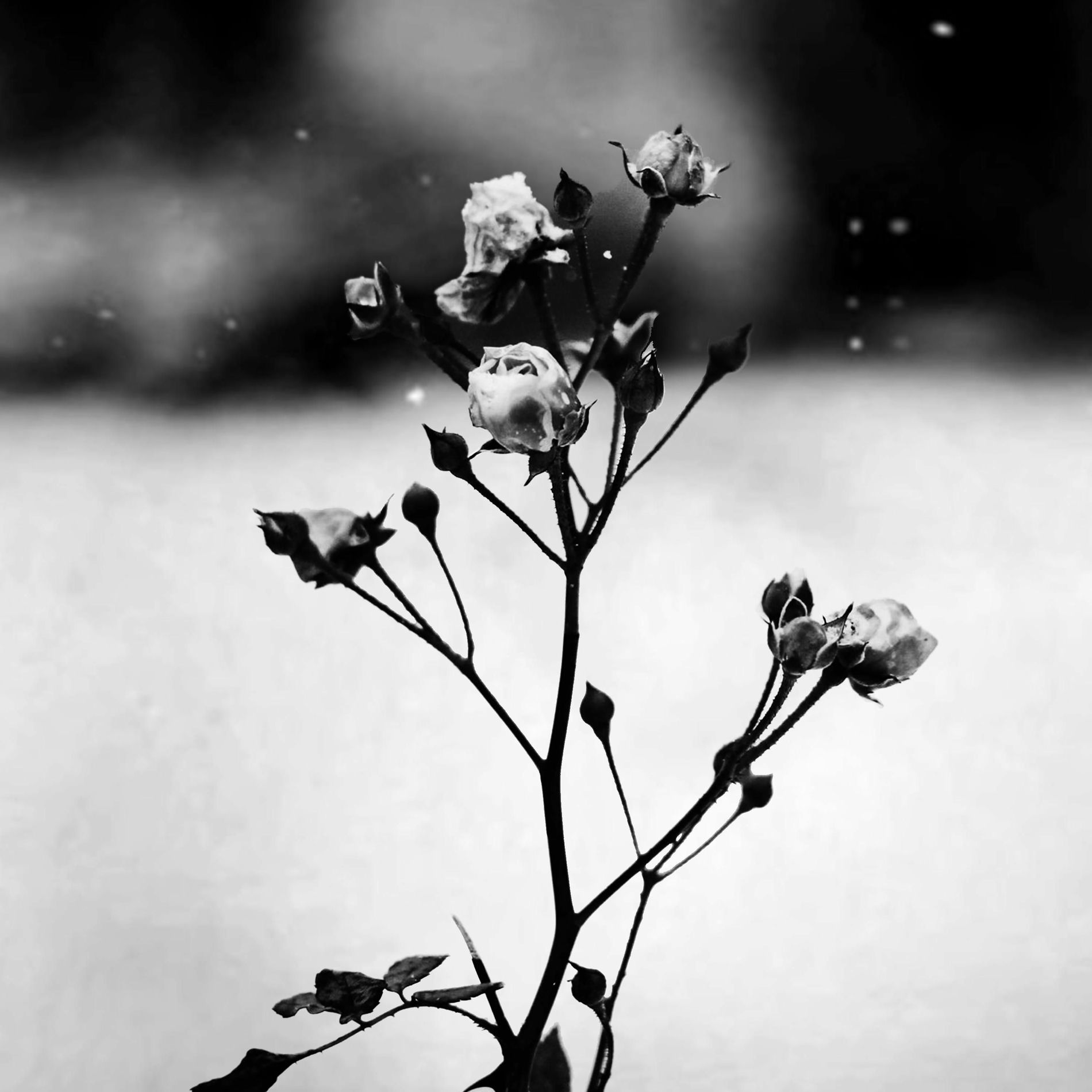 Album cover of Spring Waltz (Mariage d'Amour)