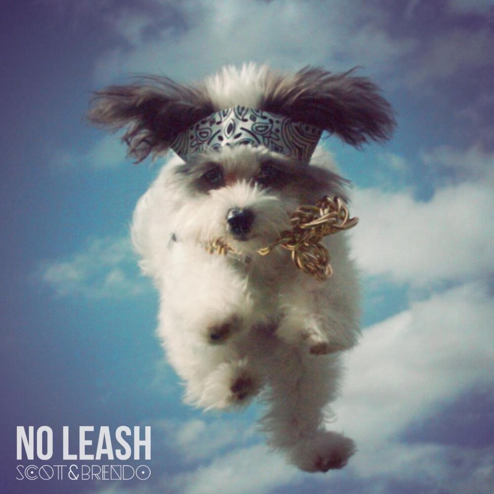 Picture of No Leash
