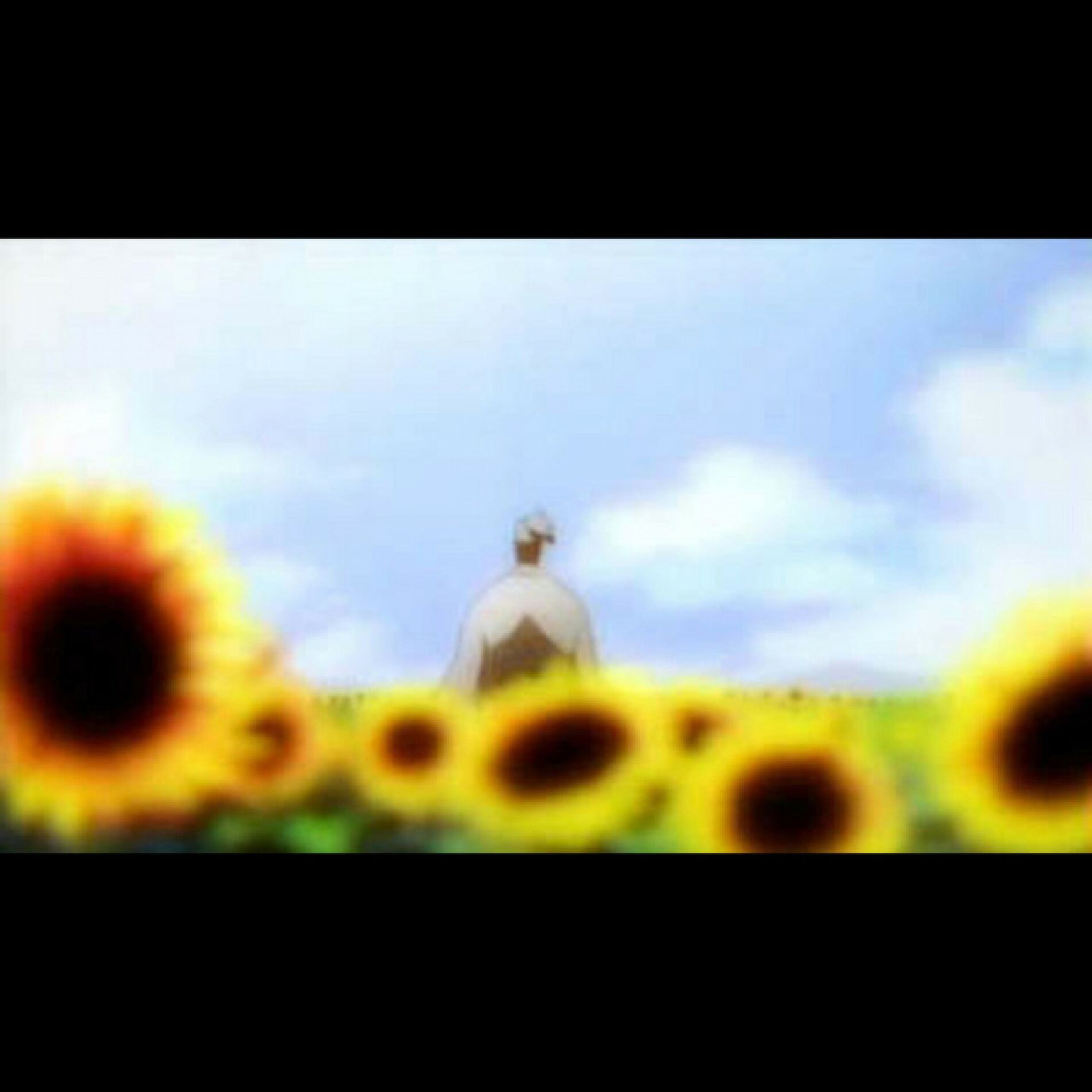 Album cover of Sunflowers