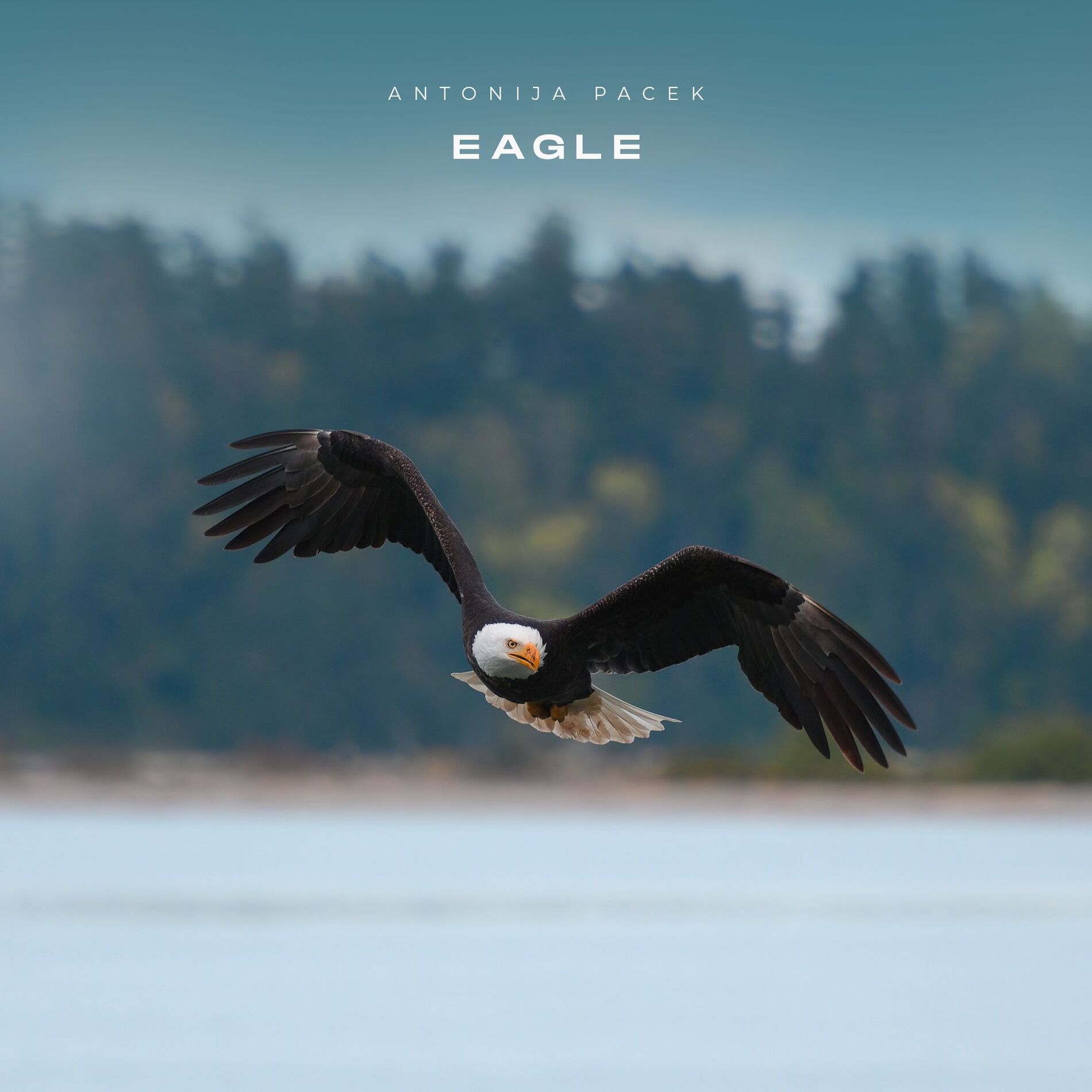 Album cover of Eagle