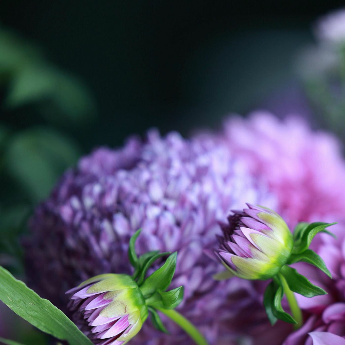 Album cover of Jamdar Shimmer of Shadows