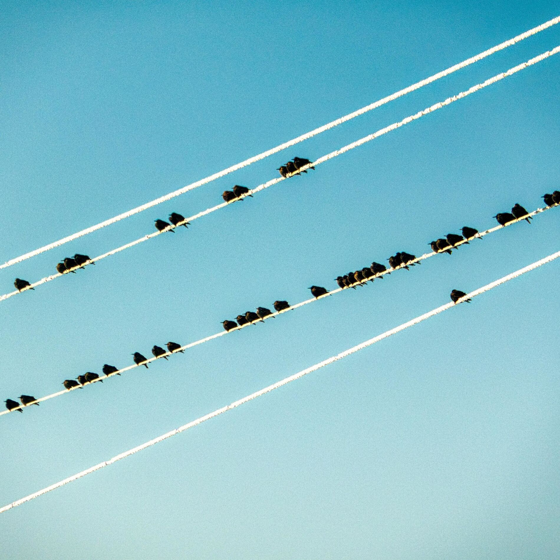 Album cover of birds