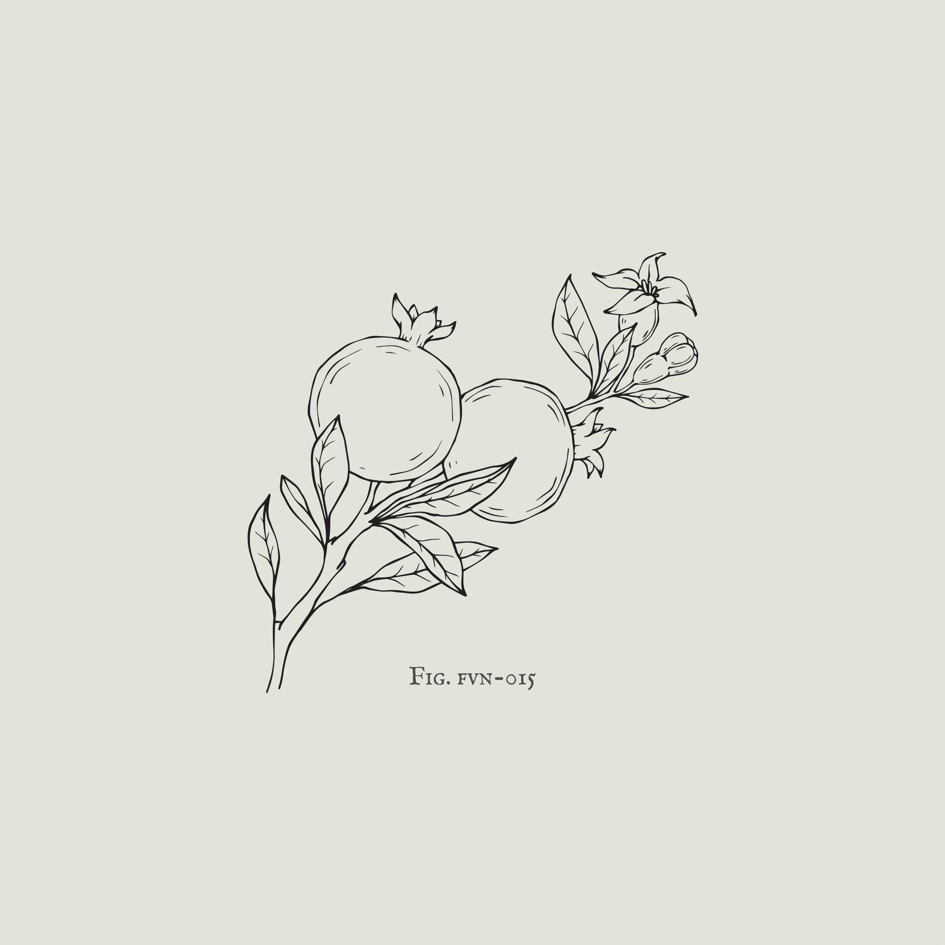 Album cover of Pomegranates And Illustrations