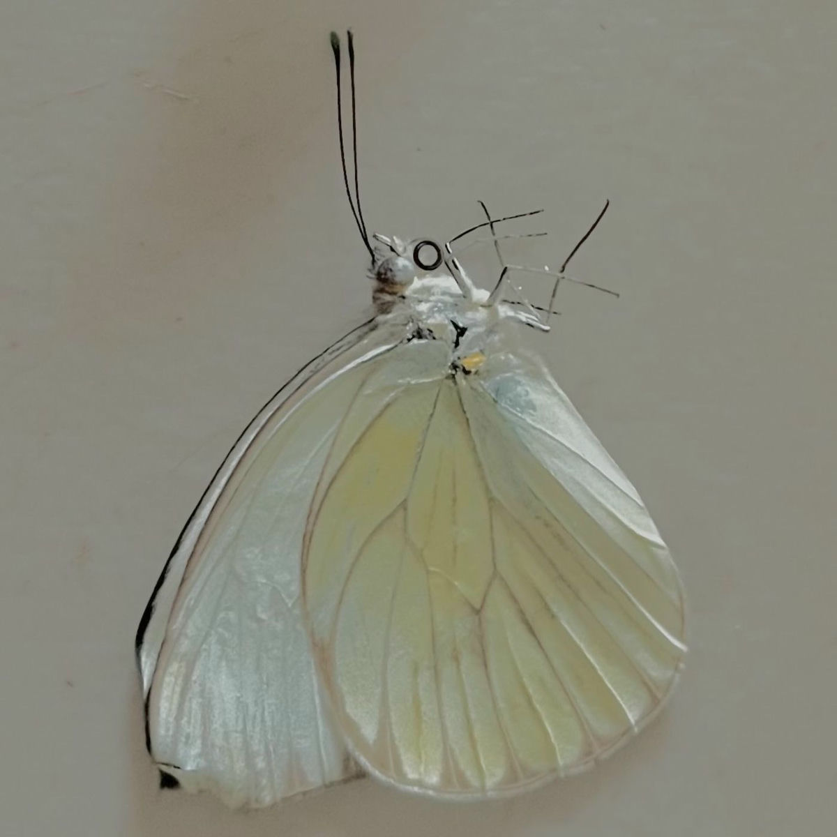 Album cover of In Copula