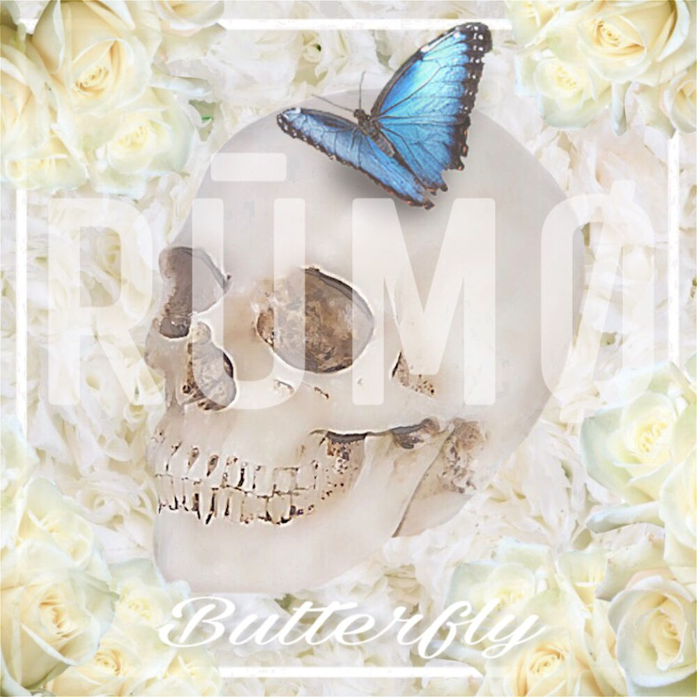 Picture of Butterfly