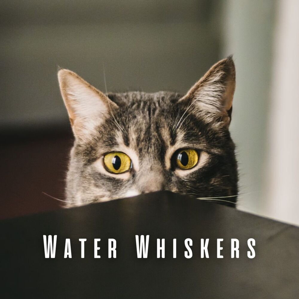 Picture of Water Whiskers: Running Streams and Chill Music for Restful Cats