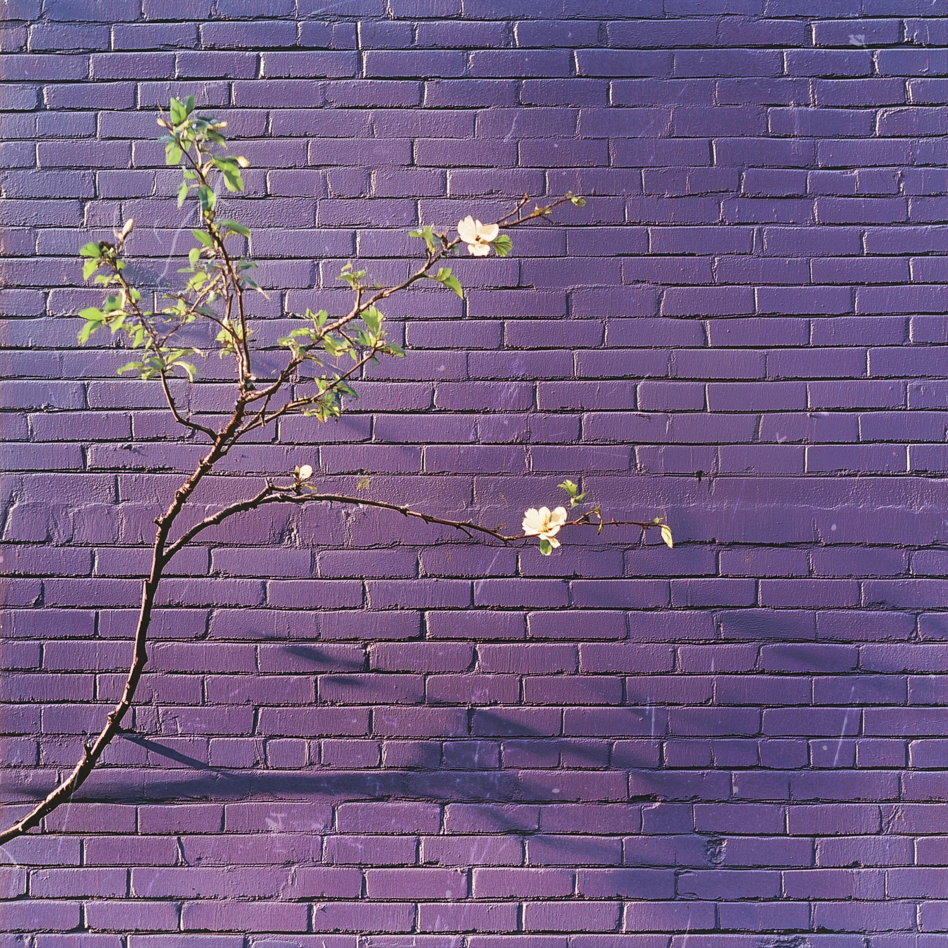 Album cover of beetle