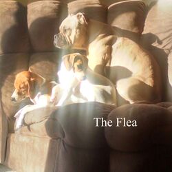 The Flea