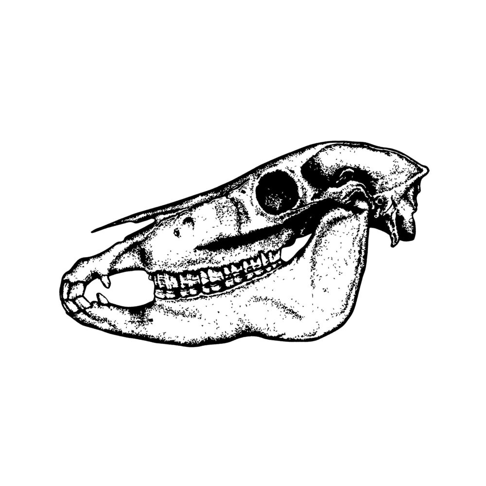 Picture of The Horse