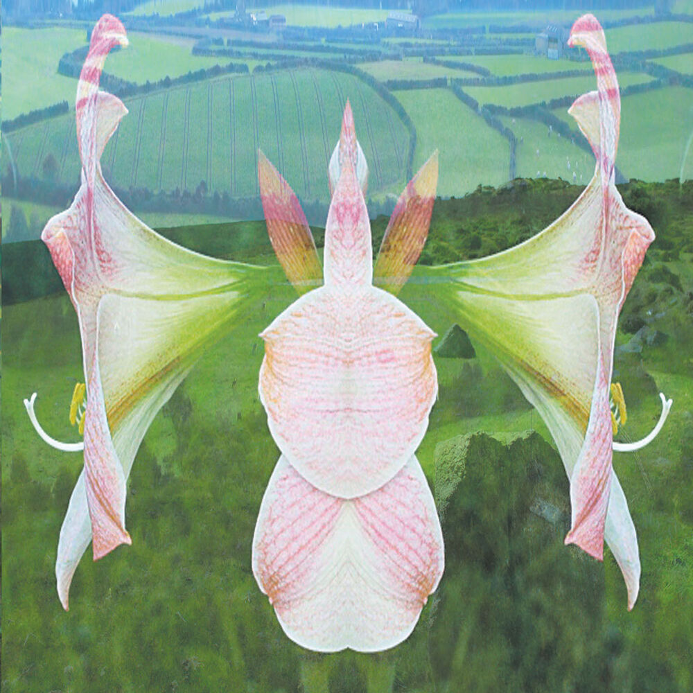 Picture of Amaryllis Dream