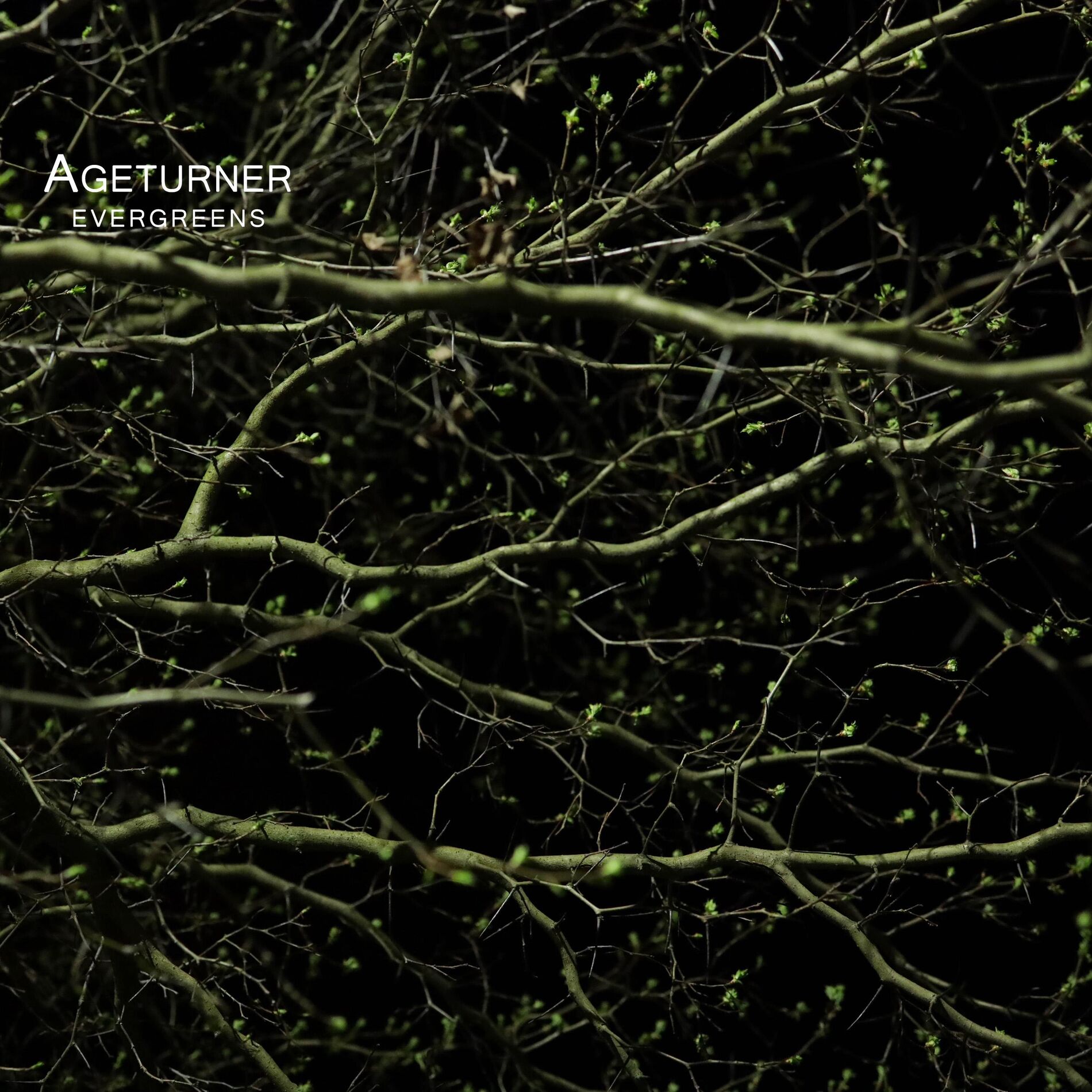 Album cover of Evergreens