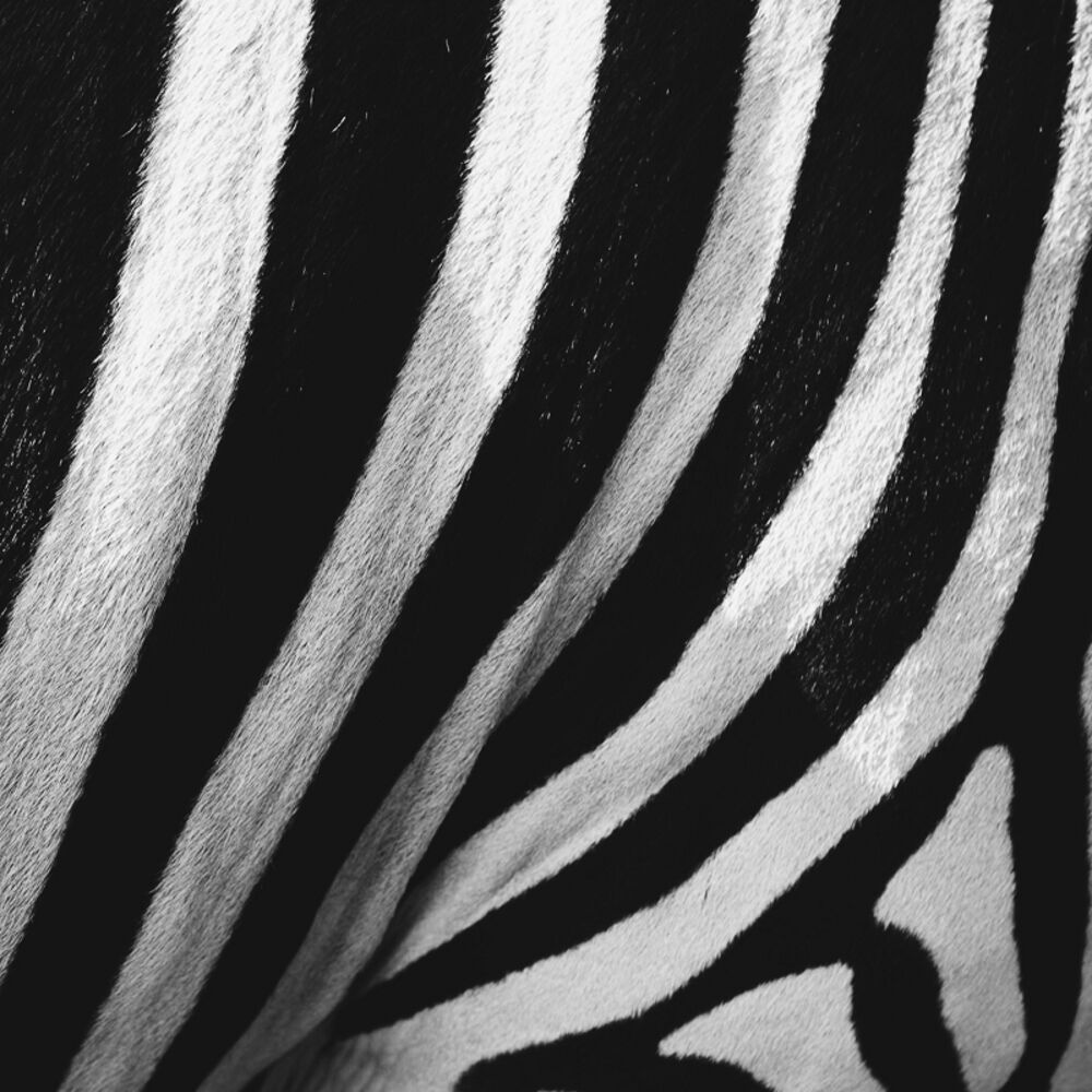 Picture of Zebra Stripes