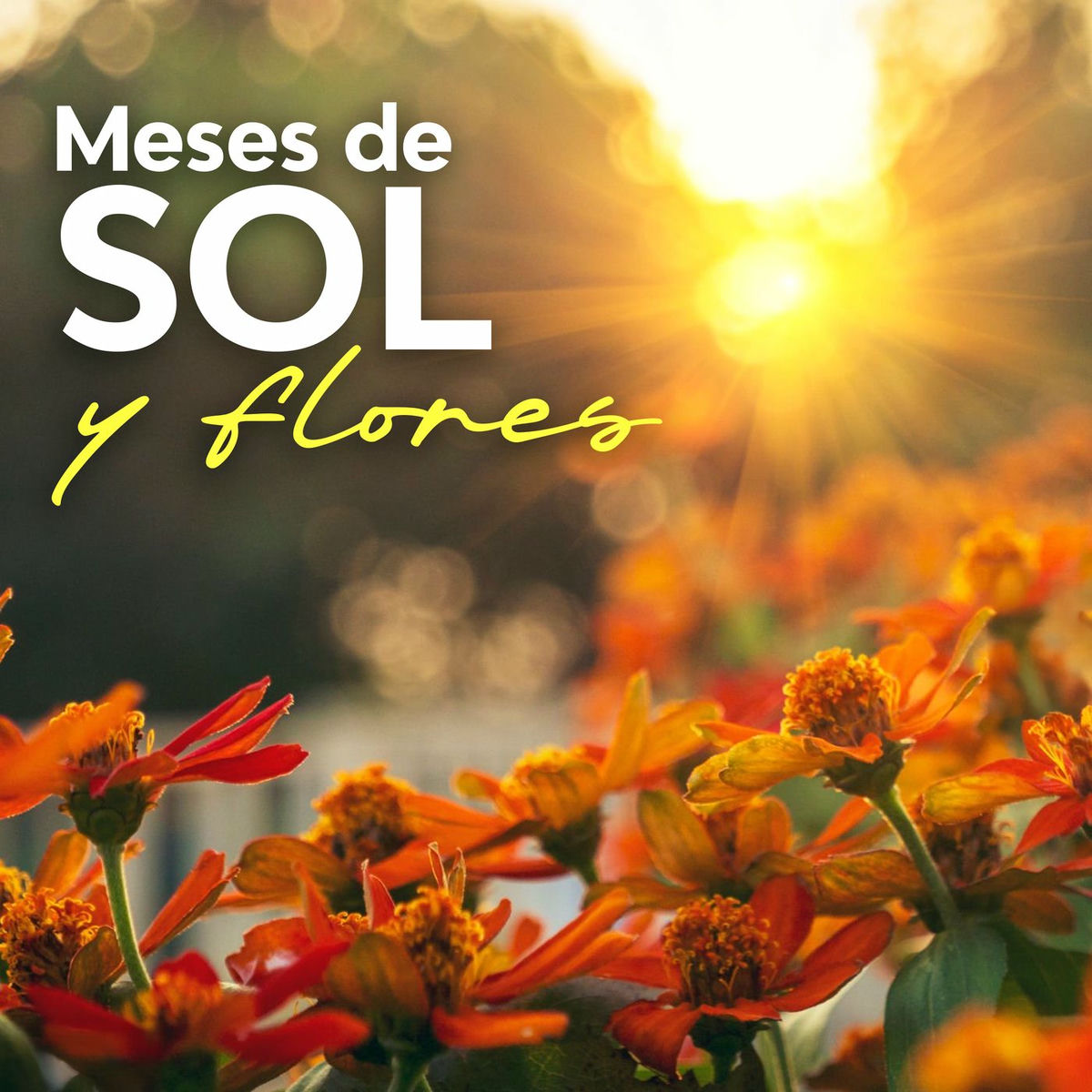 Album cover of Meses de sol y flores