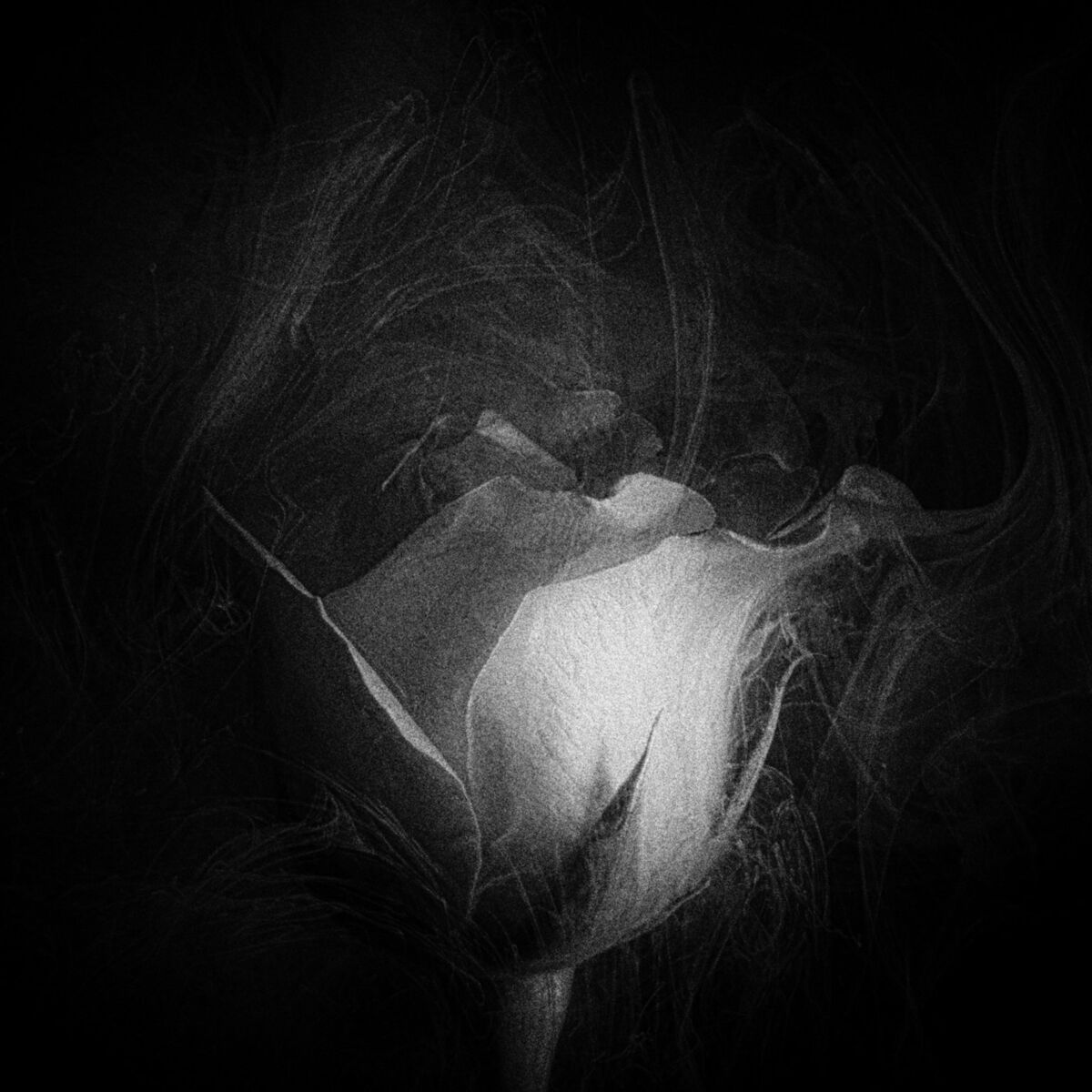Album cover of One More Star