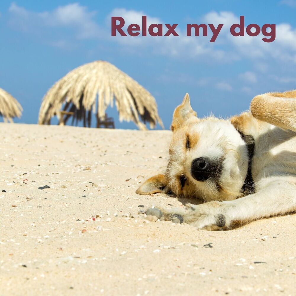 Picture of Dog Chill (Loopable, No Fade)