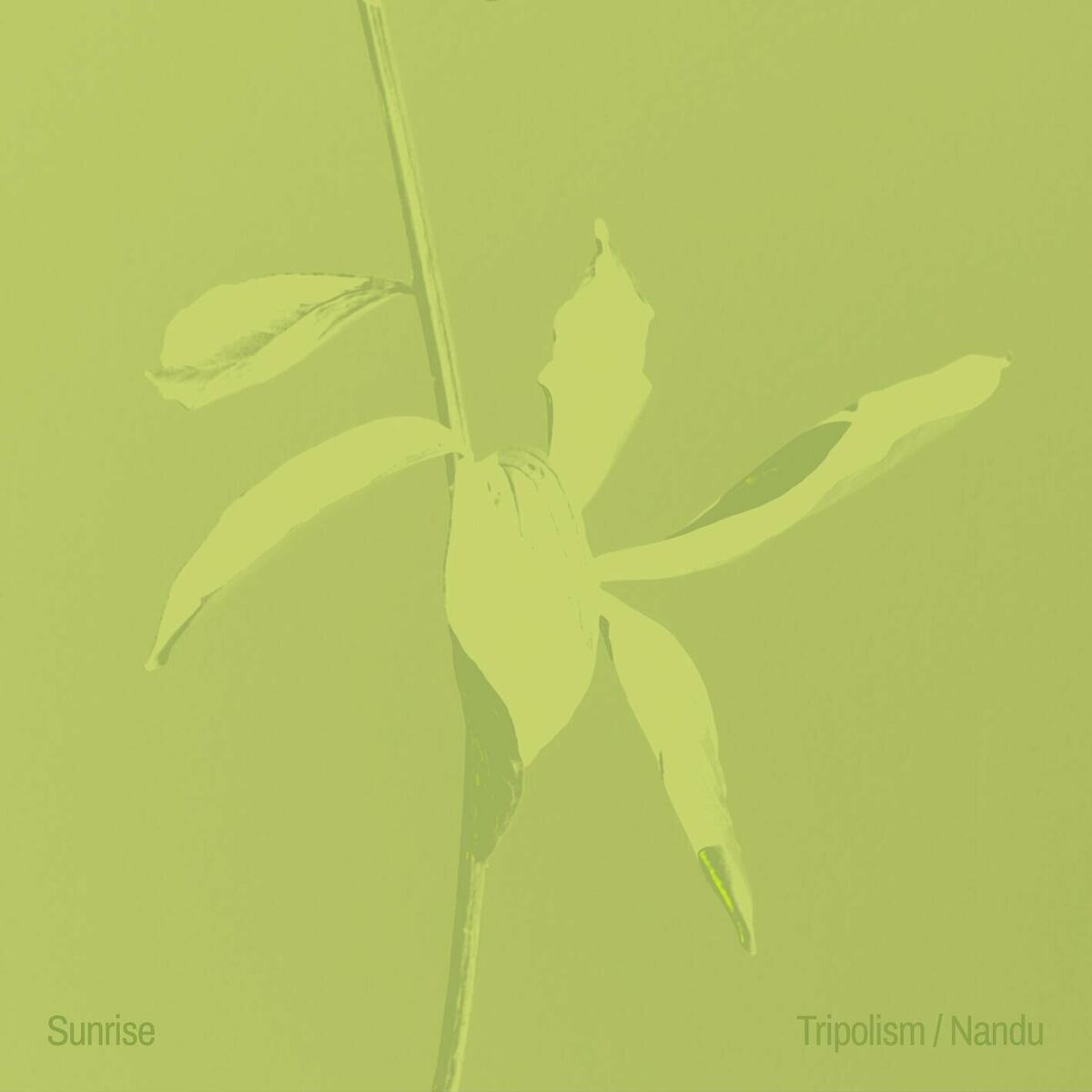 Album cover of Sunrise