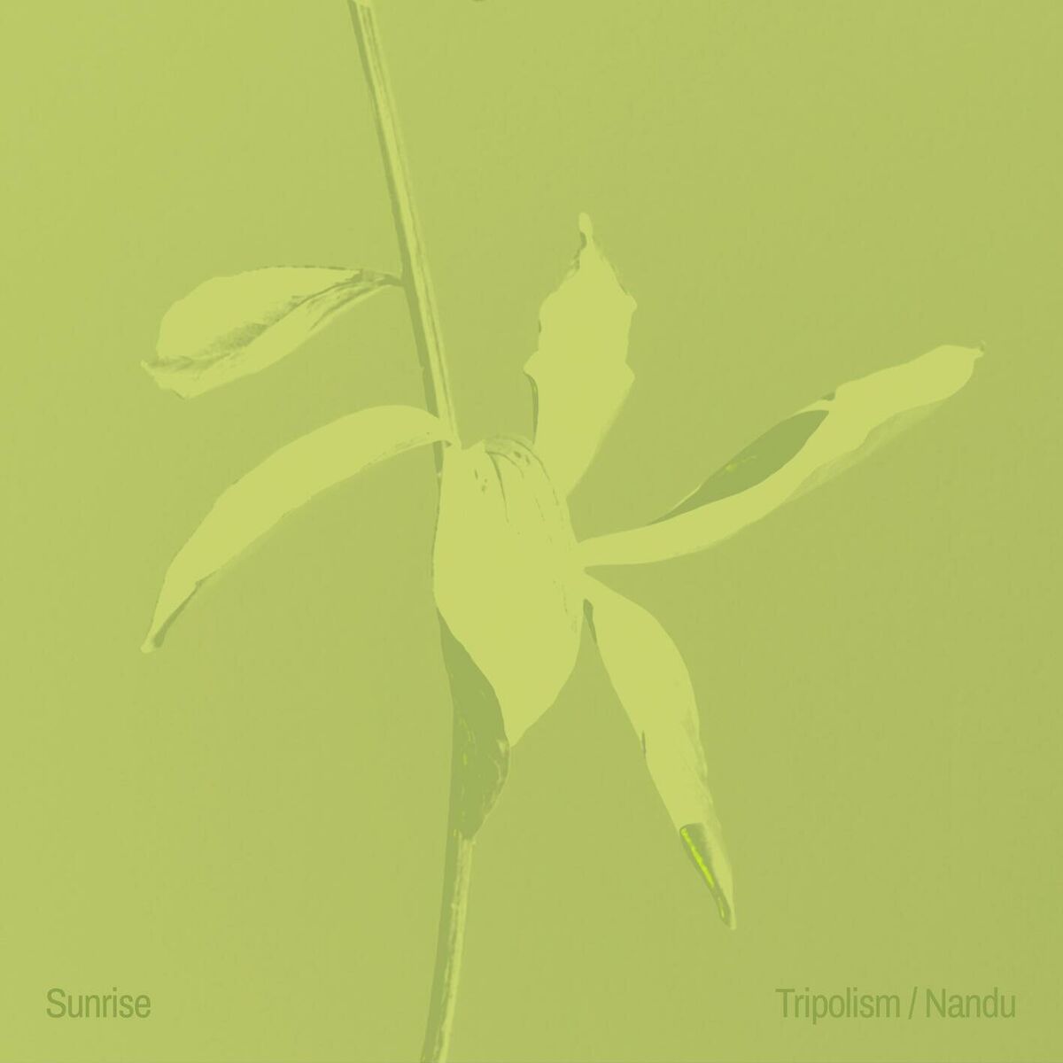 Album cover of Sunrise