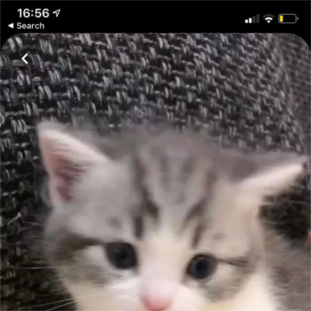 scaary cover