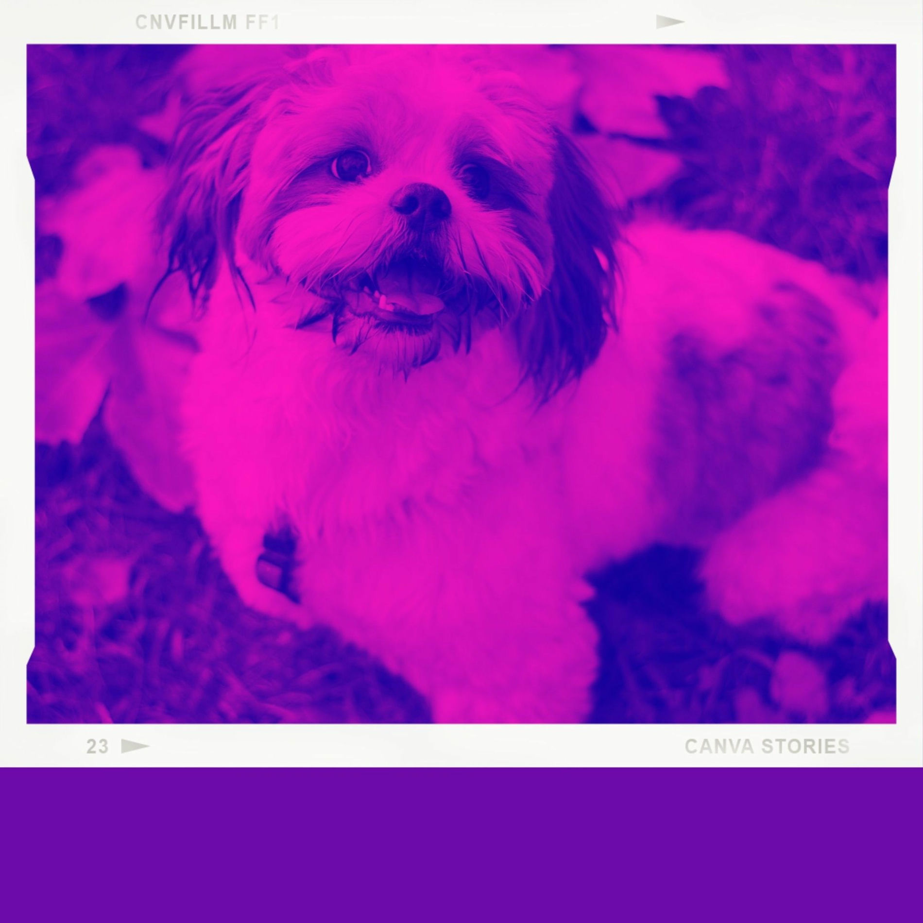 Album cover of Backdrop for Doggies - Amazing Trumpet Jazz
