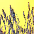 Movement IV