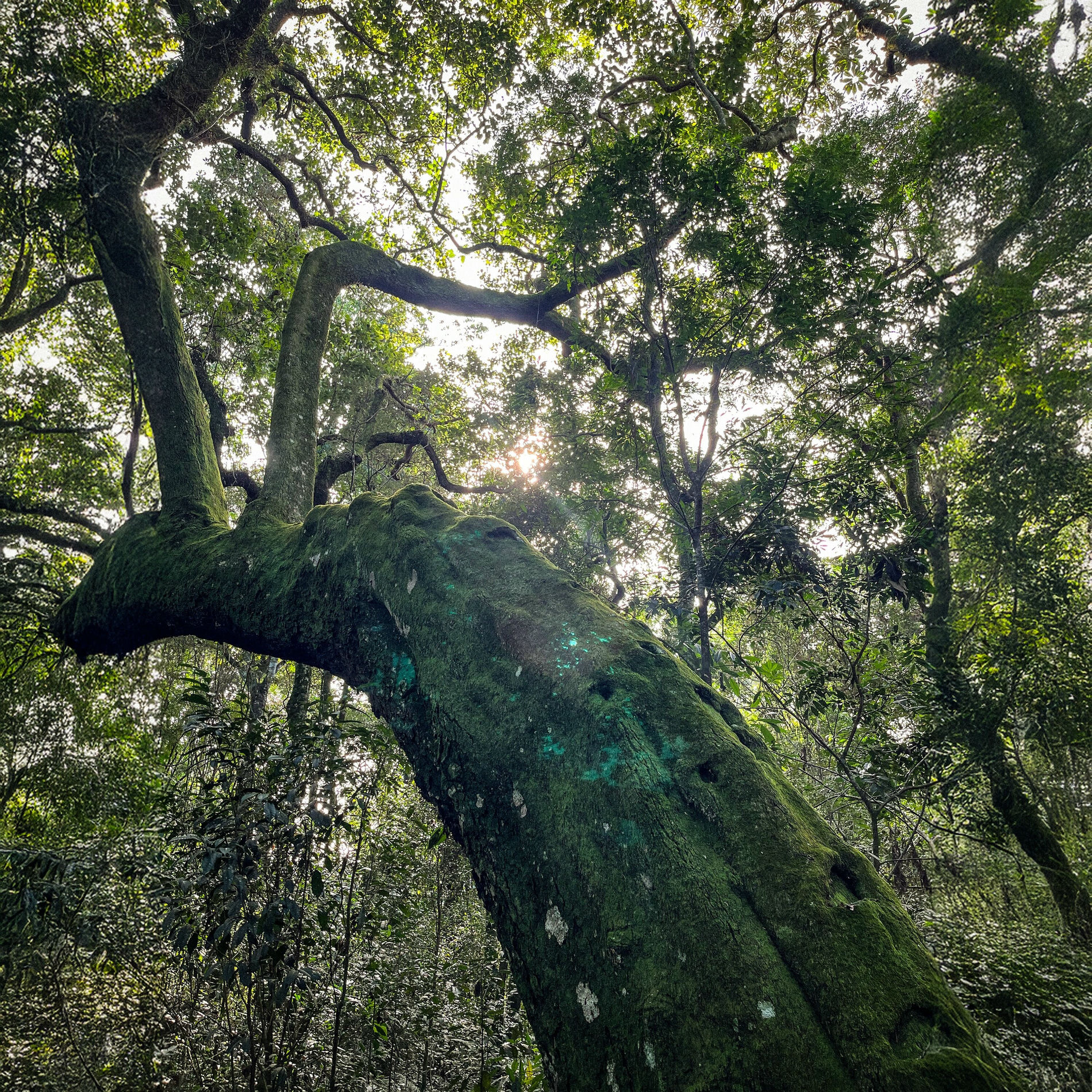 Album cover of Fábulas