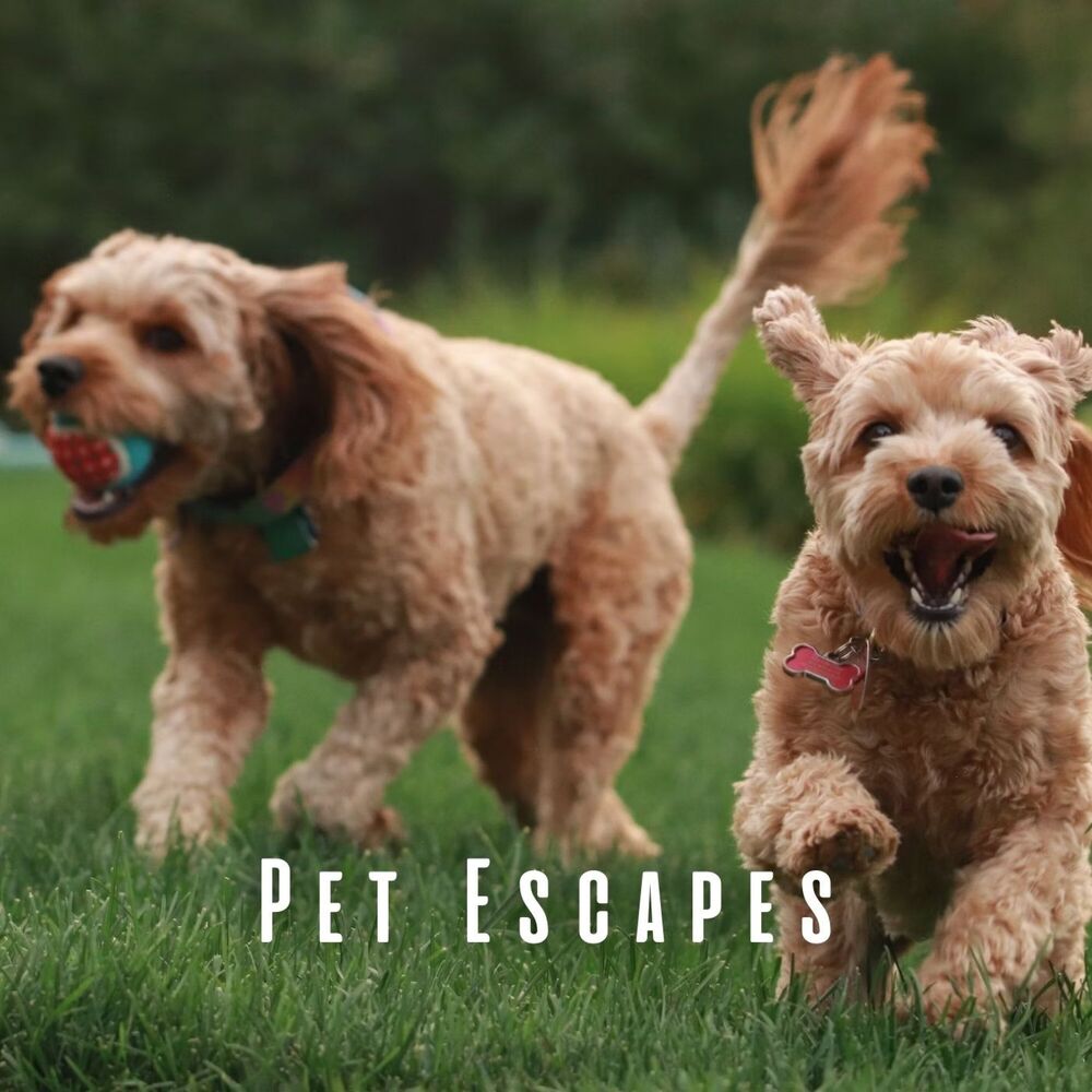 Picture of Pet Escapes: Tranquil Vibes with Chill Music and Lofi Tunes