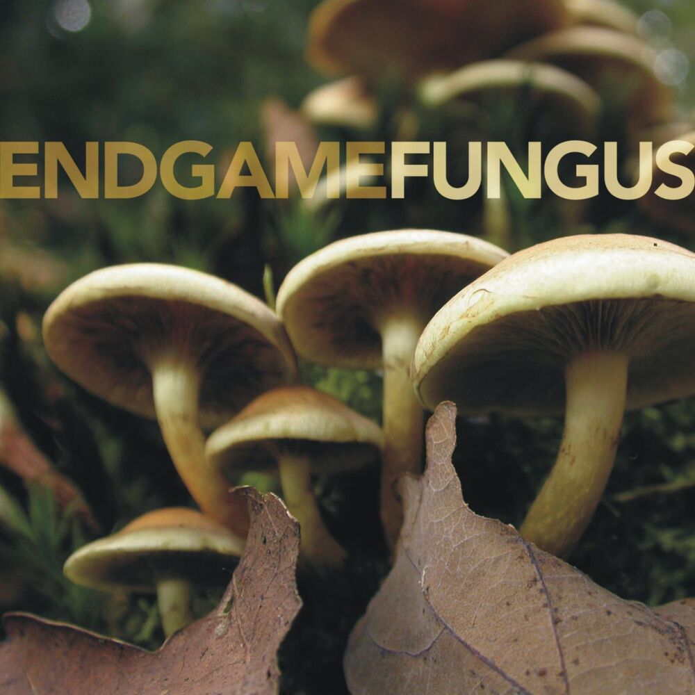 Picture of Fungus