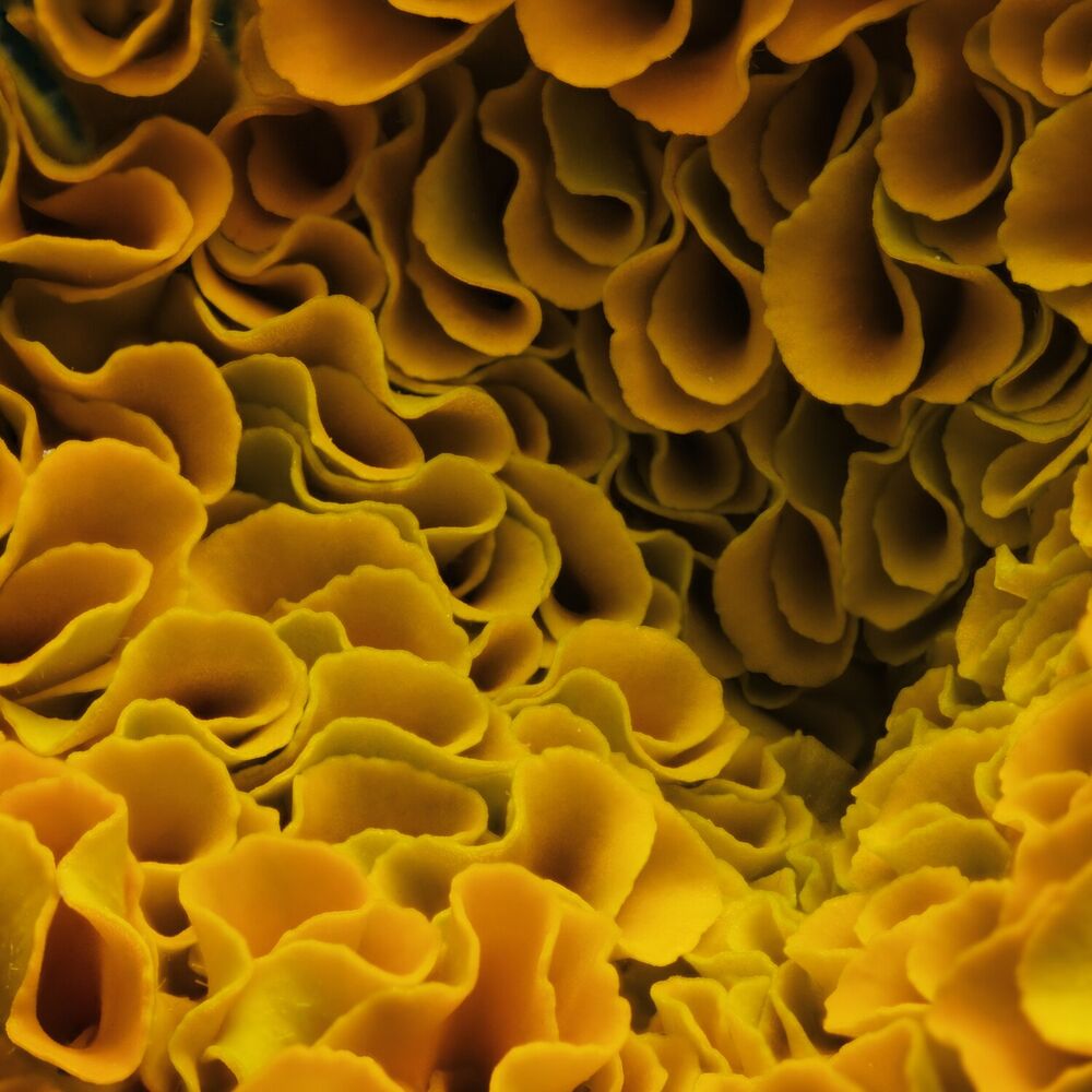 Picture of Tempora